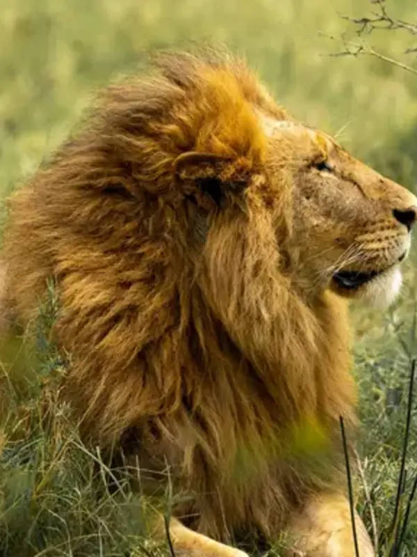 Signature: Zimbabwe & Botswana, Wild by Nature