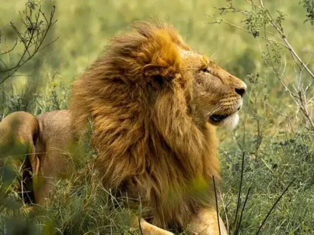 Signature: Zimbabwe & Botswana, Wild by Nature