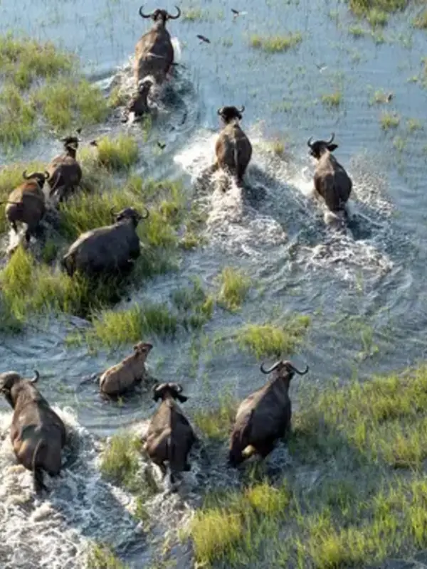 Signature: Kruger, Victoria Falls & Botswana’s Untamed Wonders