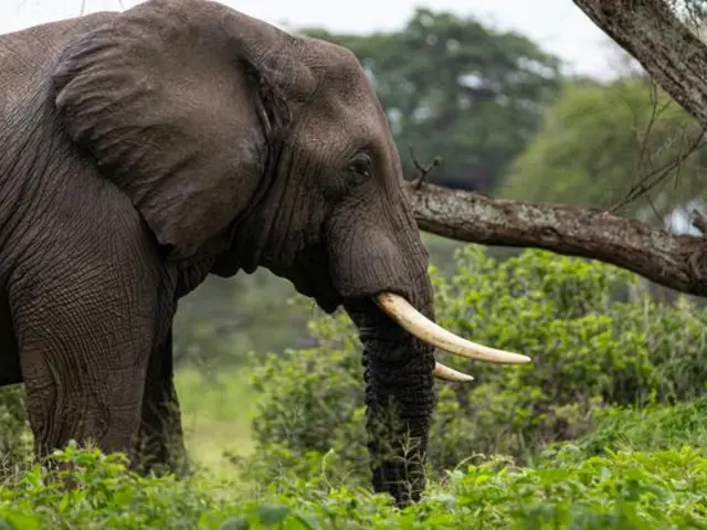 Signature: Southern Africa’s Highlights, Cape Town to the Okavango Delta