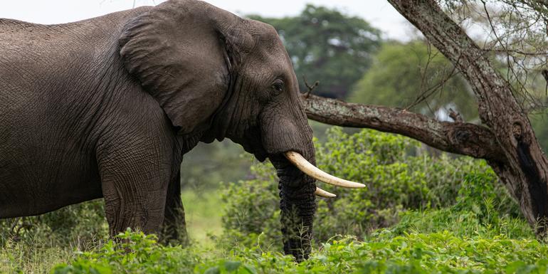 Signature: Southern Africa’s Highlights, Cape Town to the Okavango Delta