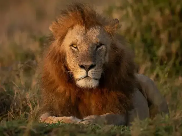 Signature: Kenya’s Wildlife & Cultural Heritage