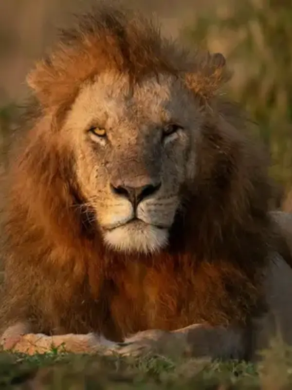 Signature: Kenya’s Wildlife & Cultural Heritage