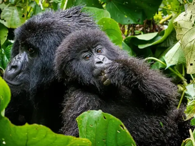 Signature: Rwanda's Primate Kingdoms