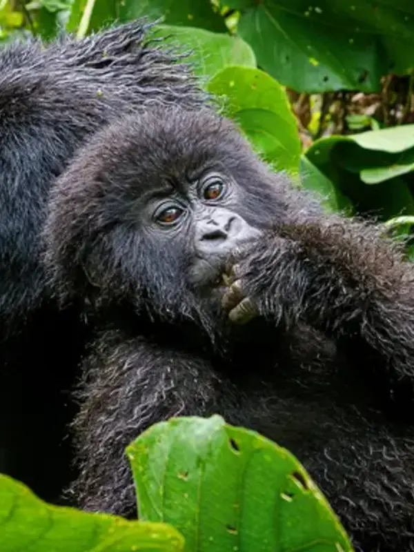 Signature: Rwanda's Primate Kingdoms
