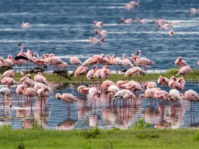 Signature: Tanzania & Kenya — Serengeti to the Maasai Mara