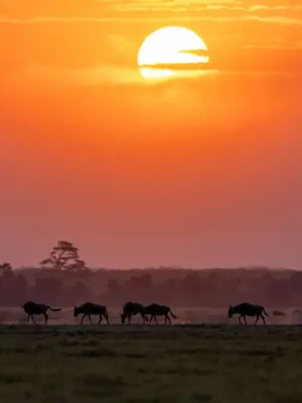 Signature: Tanzania, Kenya & Rwanda — Savannah to the Rainforest