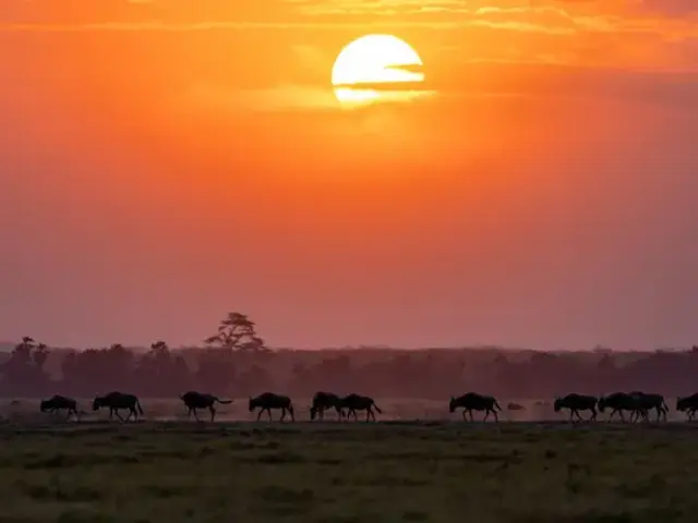 Signature: Tanzania, Kenya & Rwanda — Savannah to the Rainforest