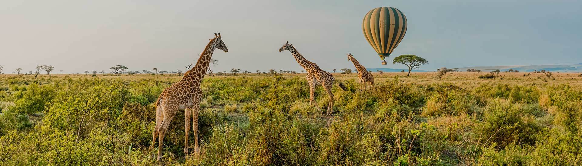 Once-in-a-Lifetime Safaris