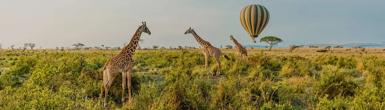 Once-in-a-Lifetime Safaris