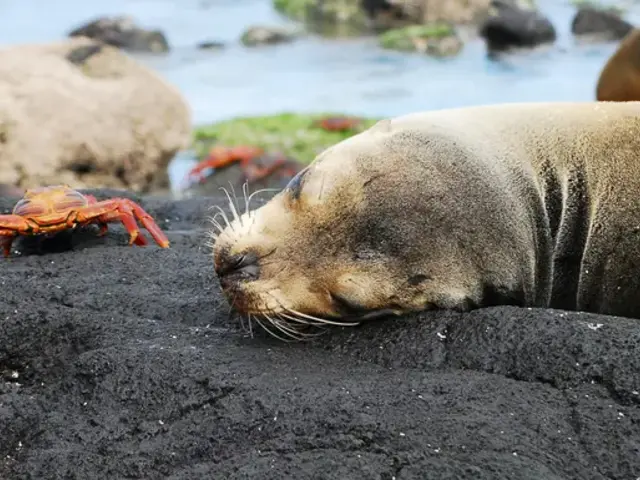 Journeys: Wildlife of the Galápagos Islands