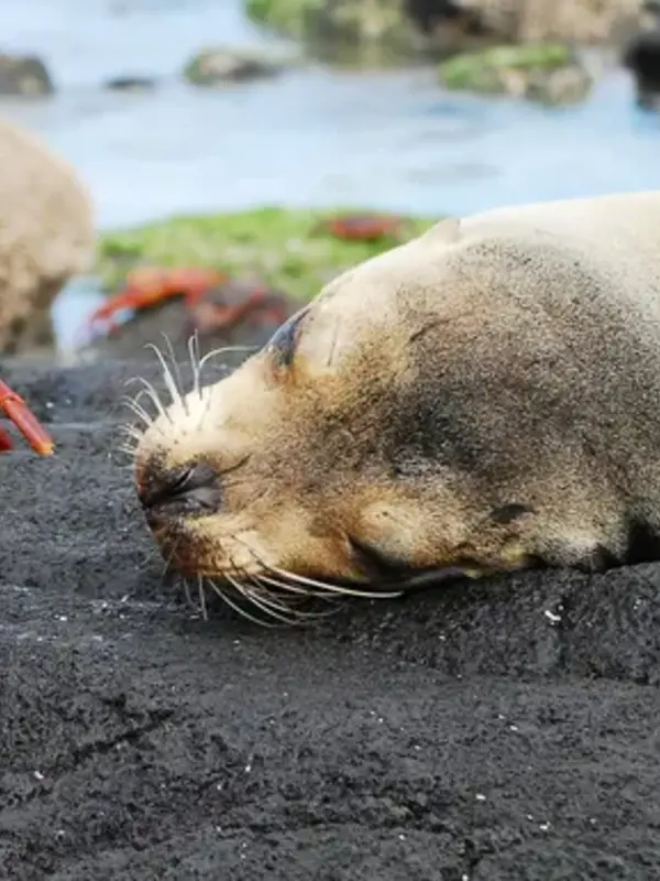Journeys: Wildlife of the Galápagos Islands