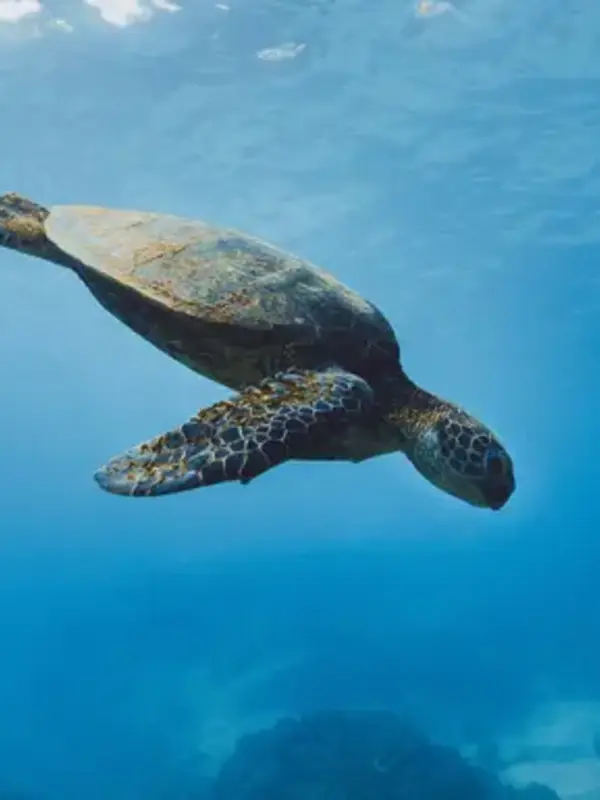 Journeys: Explore South America