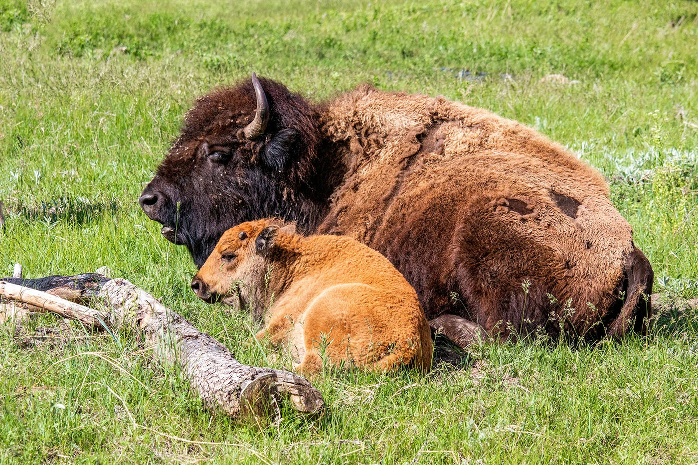 Spotlight on South Dakota featuring Mount Rushmore & The Badlands